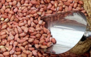 بادام زمینی آستانه بالاترین کیفیت را در دنیا دارد اما زمین  آن به ویلا تبدیل شده است/ کاهش ۵۰ درصدی تولید خشکبار