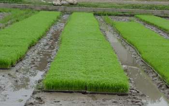 افزایش یک میلیون تنی تولید برنج با اجرای زه کشی در شالیزارها