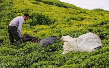 احیای ۱۰۰ هکتاری باغات چای رها شده طی امسال