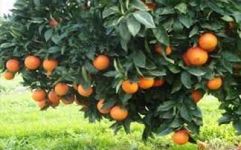 نیم هکتار میزان متوسط مالکیت عرصه باغی گیلان