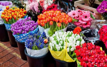 آخرین قیمت گل و گیاه شب عید/ به جای گندم و عدس،نارنج کاشته شده است