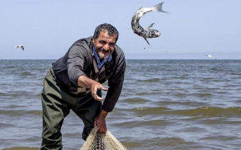 تلف شدن گونه کمیاب ماهی استخوانی در دریای کاسپین/ قصور از کجا بود؟