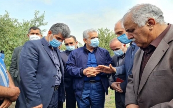 پاکسازی ۶ هزار هکتاری باغات رودبار از ملخ مراکشی