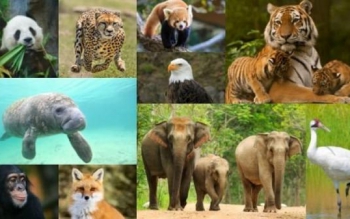 ١٢٨ گونه جانوری در کشور در خطر انقراض است 