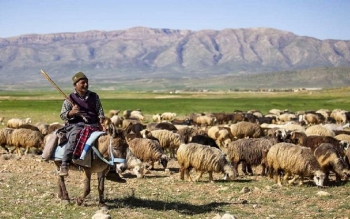 خشکسالی، باعث کوچ ۱۰ هزار راس دام  کشور شد
