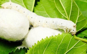 ثبت جهانی صنعت پرورش کرم ابریشم ایران در فهرست یونسکو