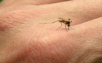 ثبت ۹ مورد ابتلای محلی به تب دانگی در هرمزگان