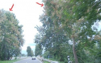 دستور دادستان فومن به ۳ دستگاه برای جلوگیری از خشک شدن درختان ورودی شهر
