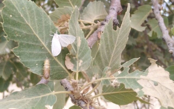 طغیان آفت پروانه برگ خوار بلوط نتیجه رفتار ما با جنگل ها و مراتع است