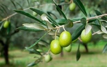 باغات سنتی رودبار درگیر آفت مگس زیتون  