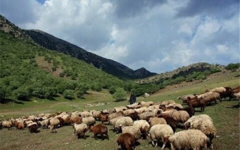 حال مراتع کشور خوب نیست