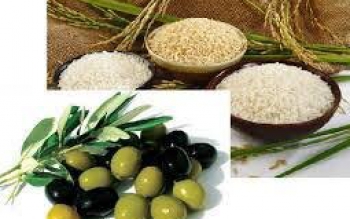 سالی پربرکت برای زیتون و برنج گیلان