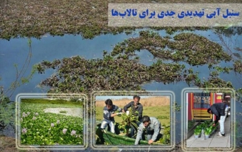مبارزه با سنبل آبی از حرف تا عمل/مرگ تالاب انزلی در سایه بی توجهی