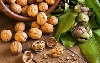 برداشت نوبرانه گردو در گیلان