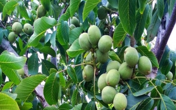 افزایش ۱۵ درصدی برداشت گردو در گیلان