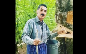 روشی عجیب برای خشکاندن درختان جنگل  چند میلیون ساله امام زاده اسحاق شفت