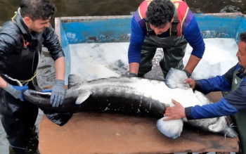 خزانه کاسپین تهی از ذخایر ماهیان خاویاری