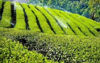 ۷۰ درصد چای کشور وارداتی است/ خرید ۱۱۶ هزار تن برگ سبز
