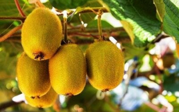 کیوی گیلان بسیار با کیفیت است/ رایزنی های دولت برای صادرات به هند