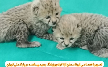 ۲ توله یوزپلنگ پیدا شده در پارک ملی توران ماده هستند