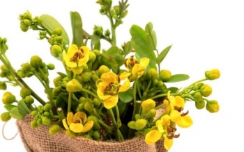 معجزه ای گیاهی برای یبوست