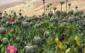  کاهش کشت مواد مخدر؛ بلوف سیاسی طالبان برای به دست آوردن دلِ غرب