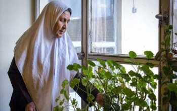 هورمون درمانی ریسک آلزایمر را در زنان مسن کاهش می دهد