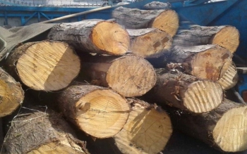 کشف ۶ تن چوب جنگلی قاچاق در فومن 