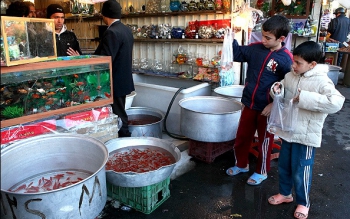 ماهی قرمز عید نوروز را در منابع آبی طبیعی گیلان رها نکنید
