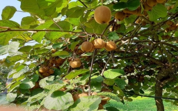 باغداران کیوی گیلان در این سامانه ثبت نام کنند