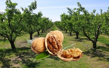 بخشش قاتلِ دزد درخت گردو!