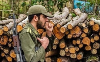 درخت در جیب جا نمی‌شود