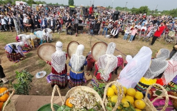 جشنواره ی ثبت ملی شده ی بهار  نارنج در کومله لنگرود برگزار می شود