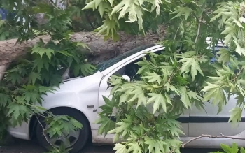 آسیب به دو خودروی سواری در پی سقوط درخت به دلیل وزش باد در رشت