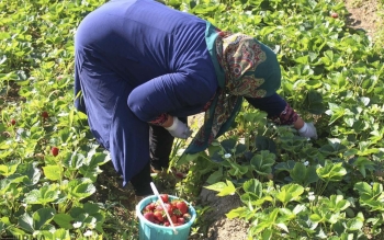 برداشت بیش از ۲ هزار تن توت فرنگی در گیلان