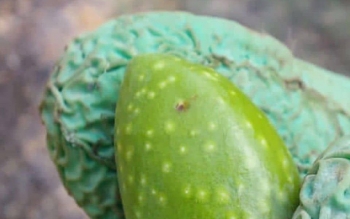 هشدار به باغداران رودبار برای مبارزه فوری با مگس زیتون