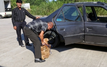 گزارش تصویری بازار خرید و فروش دام قربانی در سراوان رشت