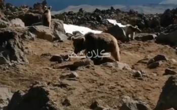 از همزیستی مسالمت آمیز با خرس ها تا خطر حمله به کوهنوردان