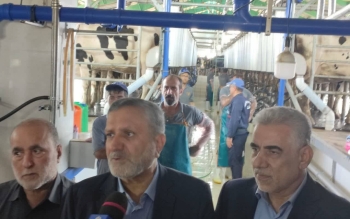 ظرفیت بالای مجموعه کشت و صنعت و دامپروری صنایع شیر گیلان/هدف گذاری ۳مرحله ای برای افزایش دام و تولید شیر