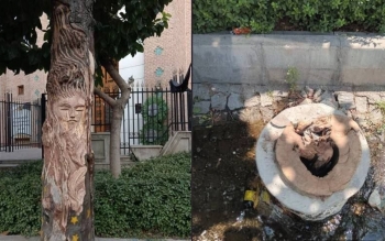 قطع یک درخت  در تهران به خاطر نقش زن روی آن؟