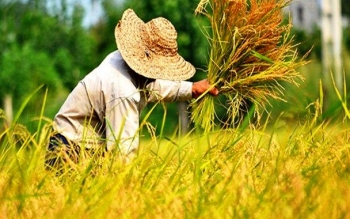 قیمت برنج در گیلان با توجه به هزینه بالای تولید واقعی نیست