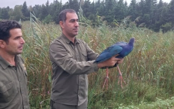 فیلم/پرواز دوباره «طاووسک» بعد از تیمار در پناهگاه حیات وحش لوندویل آستارا