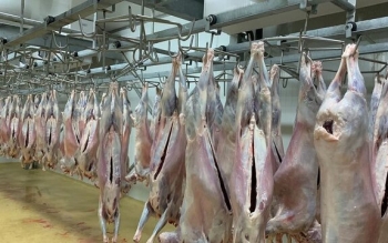 ارسال اولین محموله گوشت گرم گوسفندی از کنیا به ایران