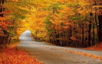 چرا برخی عاشق فصل پاییز هستند؟