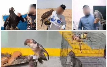 «دکتر عقاب» دستگیر شد