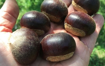 شاه بلوط گیلان به بازار آمد
