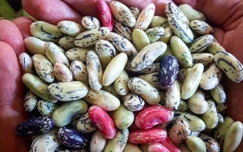 برداشت «باقلا»ی محبوب شروع شد
