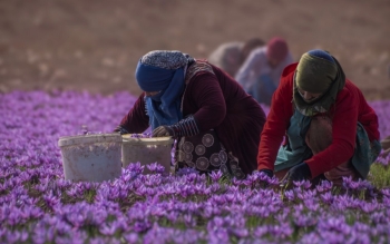 شکاف آماری عجیب: افزایش چند برابری صادرات زعفران از افغانستان با قاچاق سازمان یافته از ایران