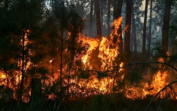 گزارش تصویری آتش سوزی گسترده در جنگل لاکان رشت؛مهار آتش پس از ۸ ساعت