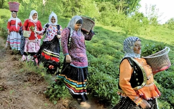 آینده چای را بسیار تیره و تار می بینم